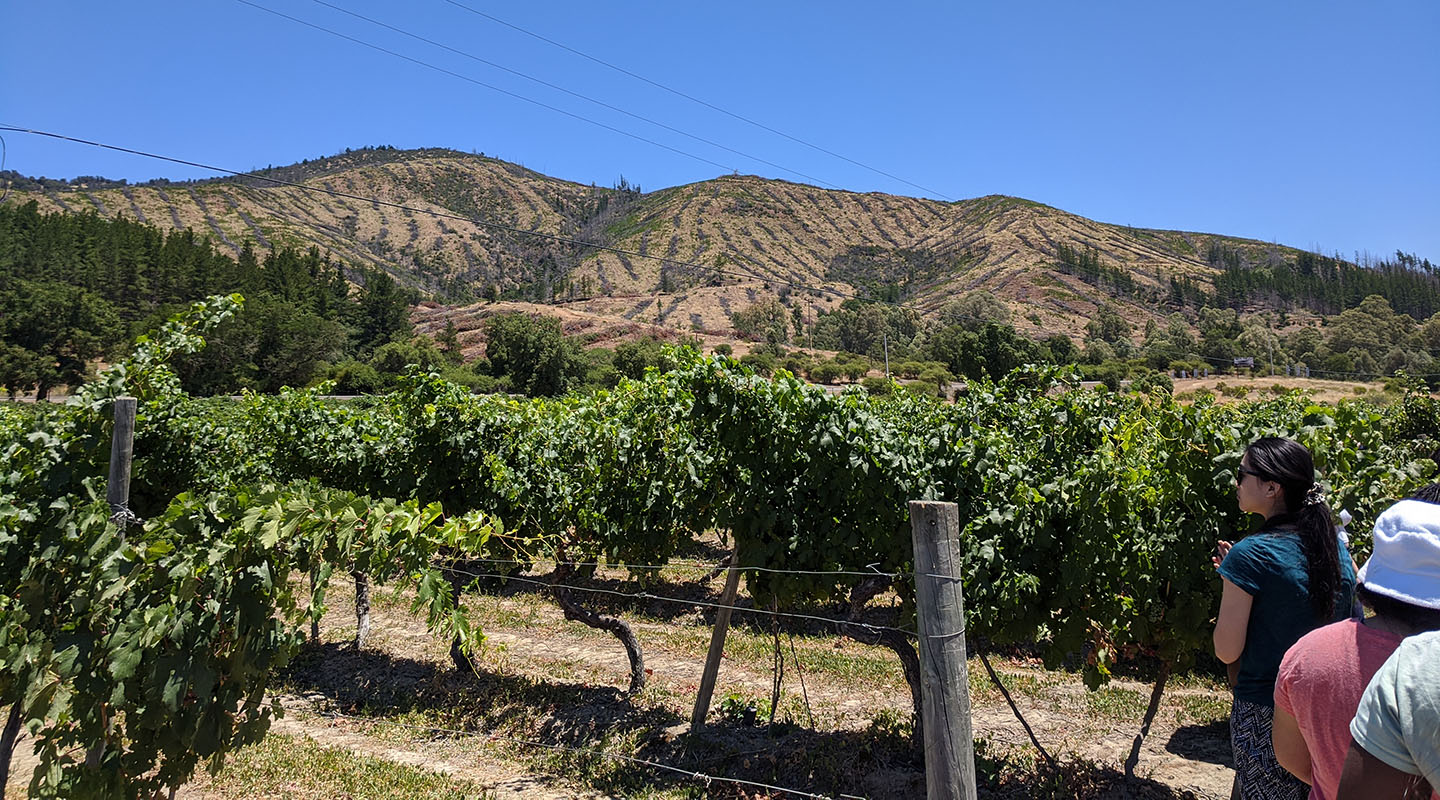 students in a vineyard with rolling hills and blue skies