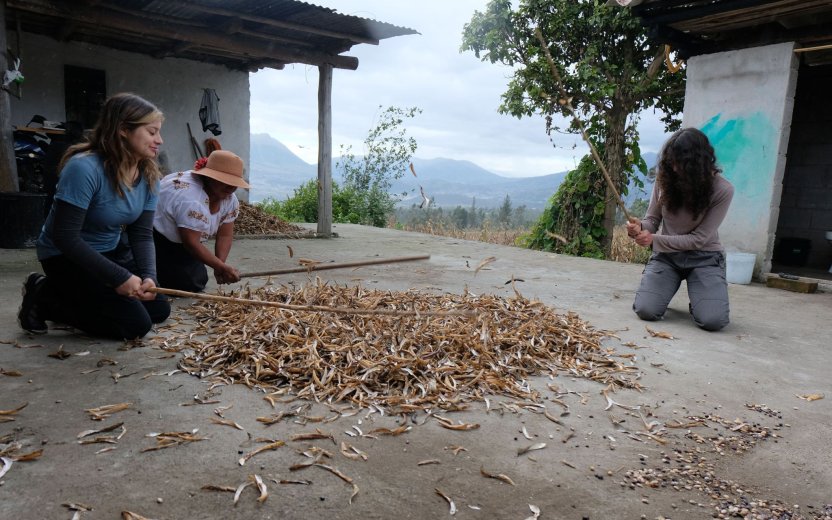 Three people sitting on the ground using sticks to open bean pods. 