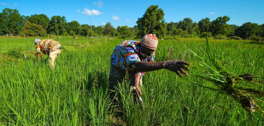 Two people working in a grassy field.