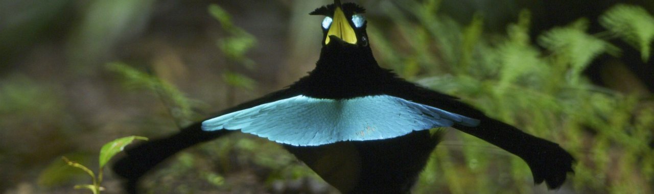 Black and birght blue bird with wings spread.