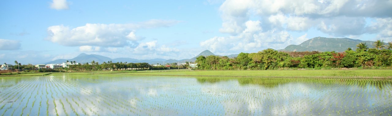 Rice paddy and blue sky