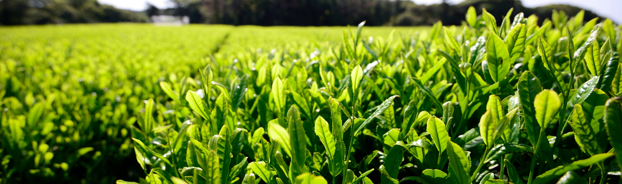 Field of green tea leaves