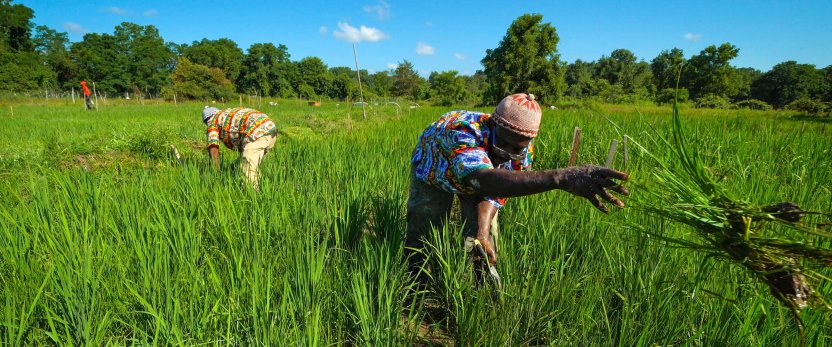 Two people working in a grassy field.