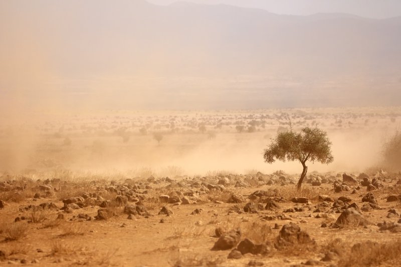 A dusty plain during a drought, Kenya with one tree, rocks, and weeds