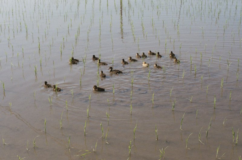 Ducks swimming in rice paddy