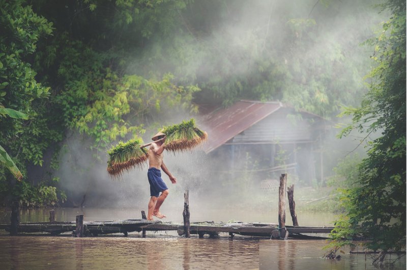 Rice farmer in Thailand
