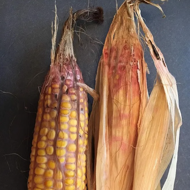 Corn with disease 