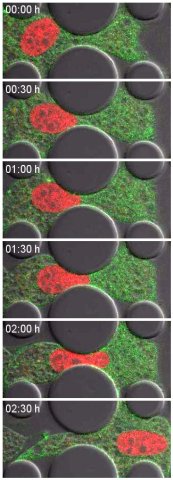 Phases of liquid-liquid phase separation in cells