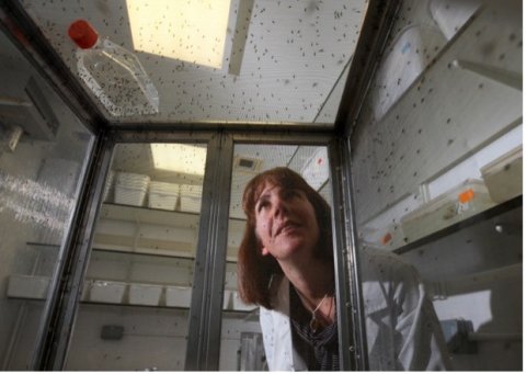 Sarah Reece looking at mosquitoes 