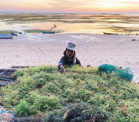 Harvesting seaweed in Indonesia 