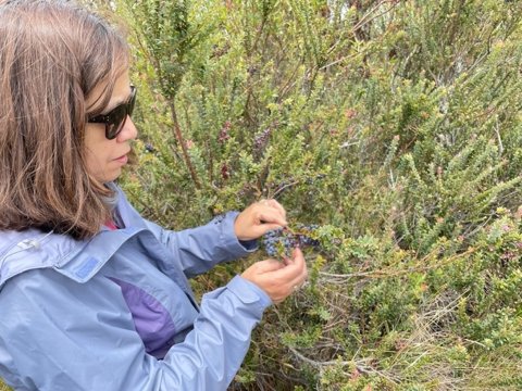Maria Torres on a field trip to collect Andean blueberry samples