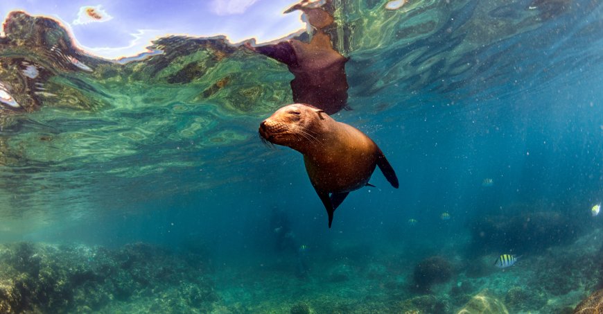 Seal swimming underwater