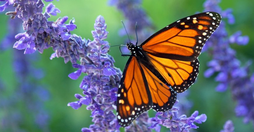 Monarch butterfly. Unsplash: Marian Brandt