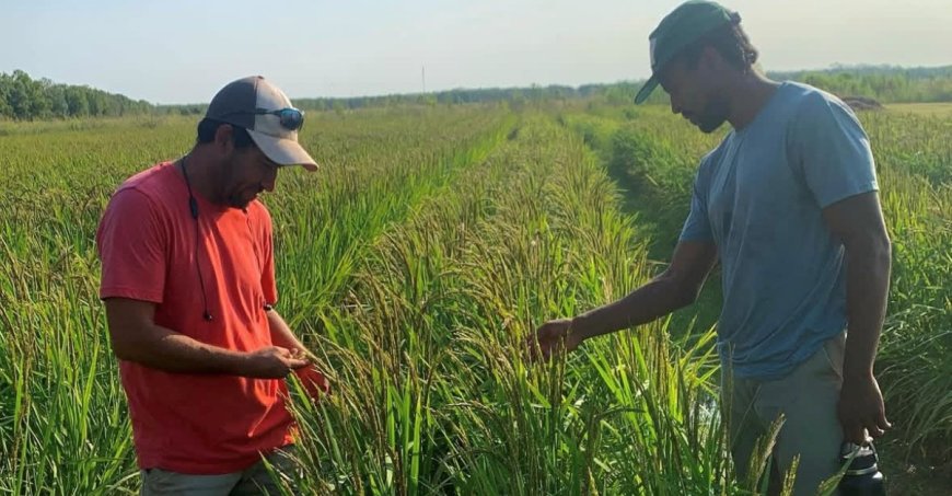 Farmers standing in rice paddy
