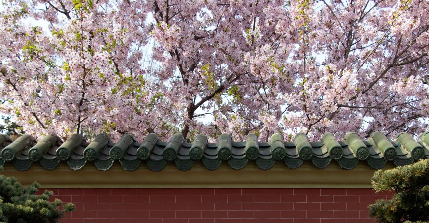 Cherry blossoms blooming on Chinese-style roofs in spring, Xuhui Campus of Shanghai Jiao Tong University.