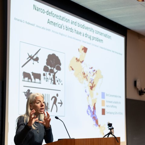 Amanda Rodewald speaks at a podium, gesturing with her hands. A large slideshow presentation behind her shows maps of bird migration.