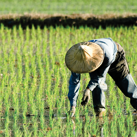 China rice fields