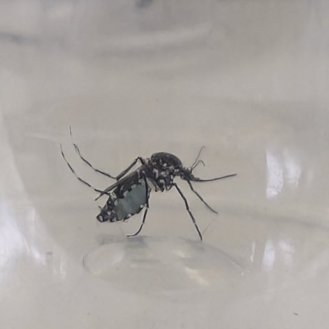 Female mosquito